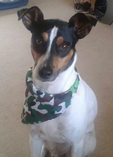 A tricolor, black, white and tan dog with stand up ears that fold over to the front, a white body and a dark head, brown eyes and a black nose wearing a cammo bandanna sitting on a tan carpet looking forward.